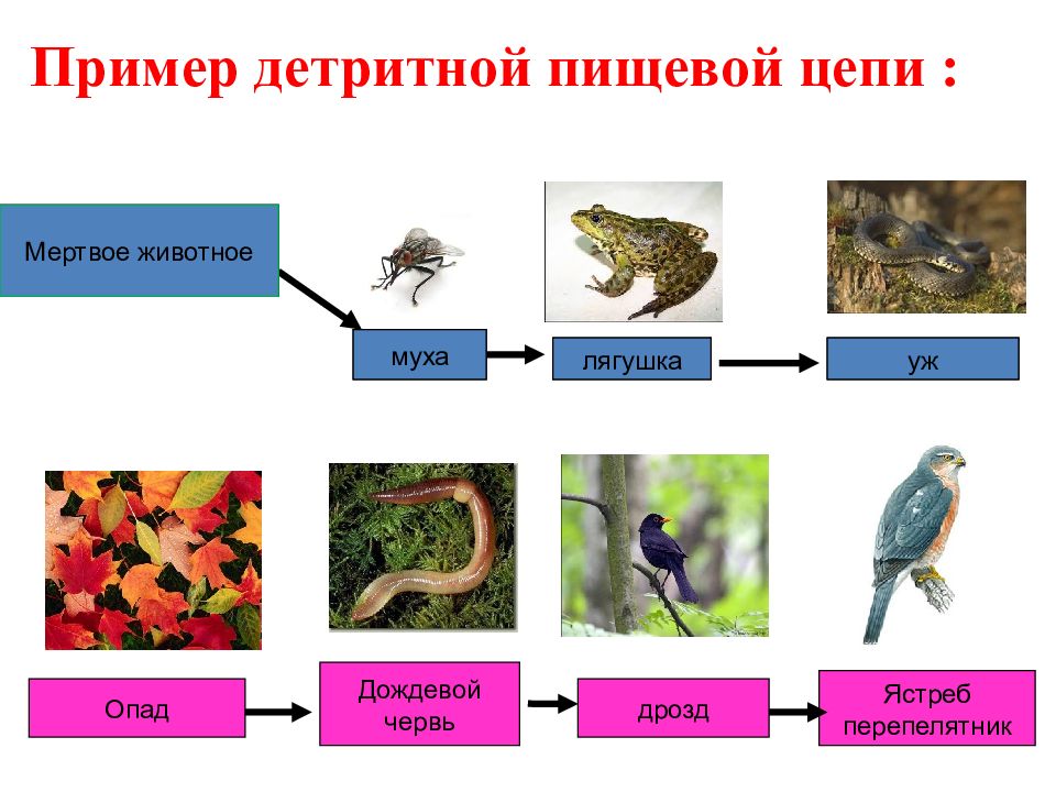 Детритная цепь схема