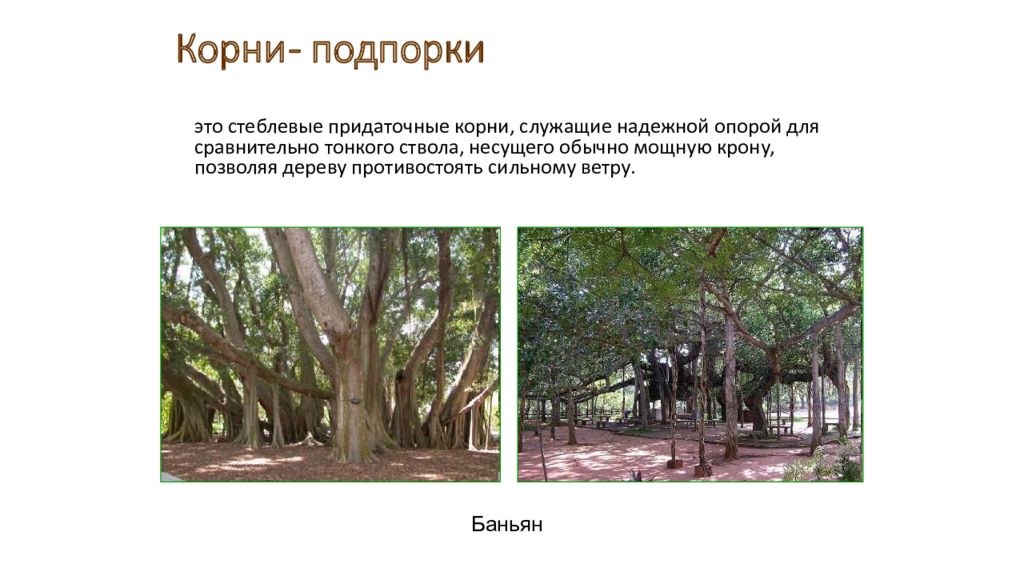Корни подпорки примеры растений