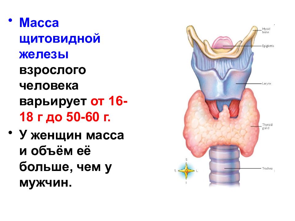 Физиология щитовидной железы презентация