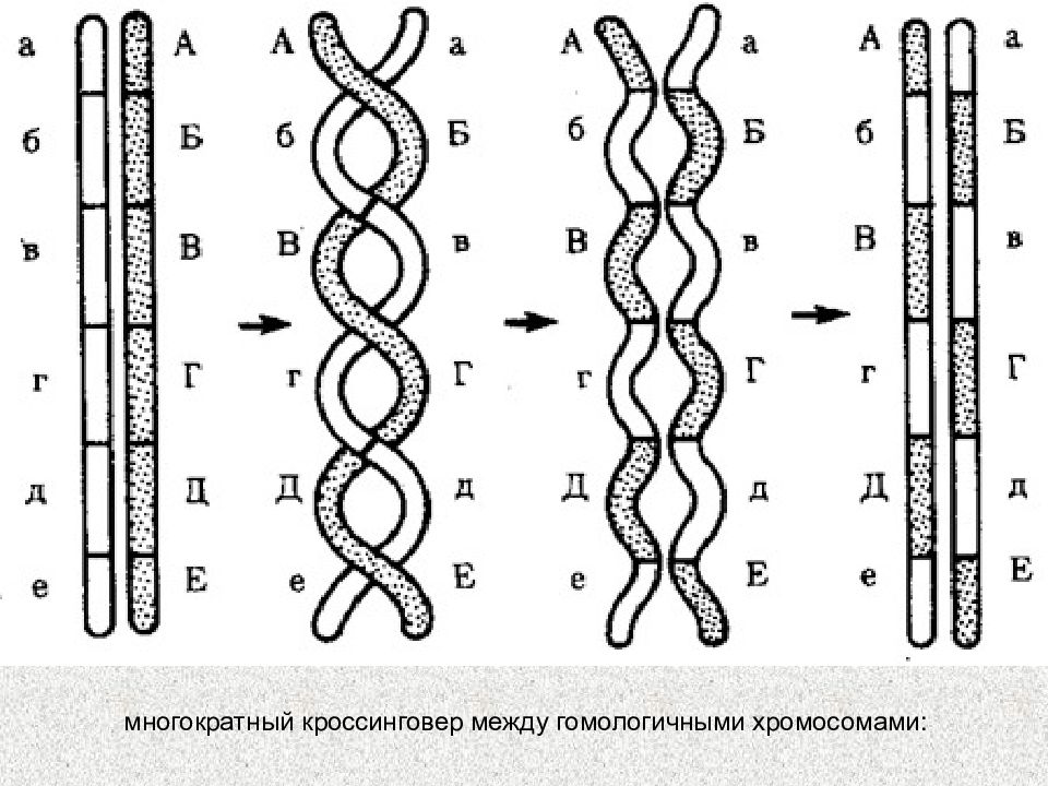 Кроссинговер y хромосомы