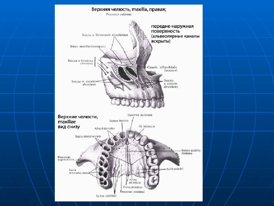 Скелет челюсти человека рисунок с описанием