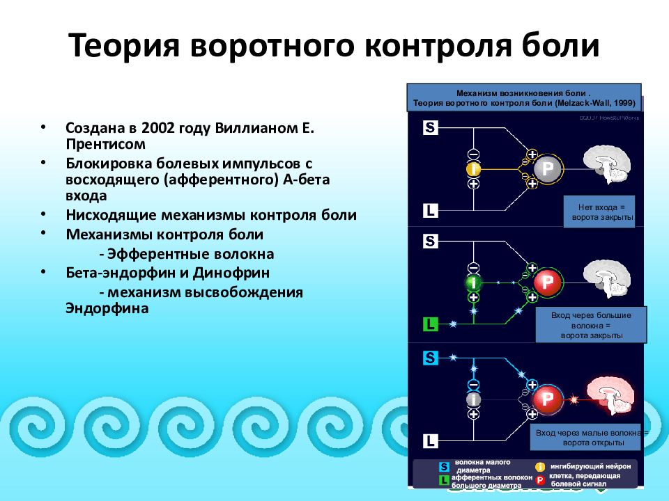 Теория воротного контроля формирования болевого ощущения презентация