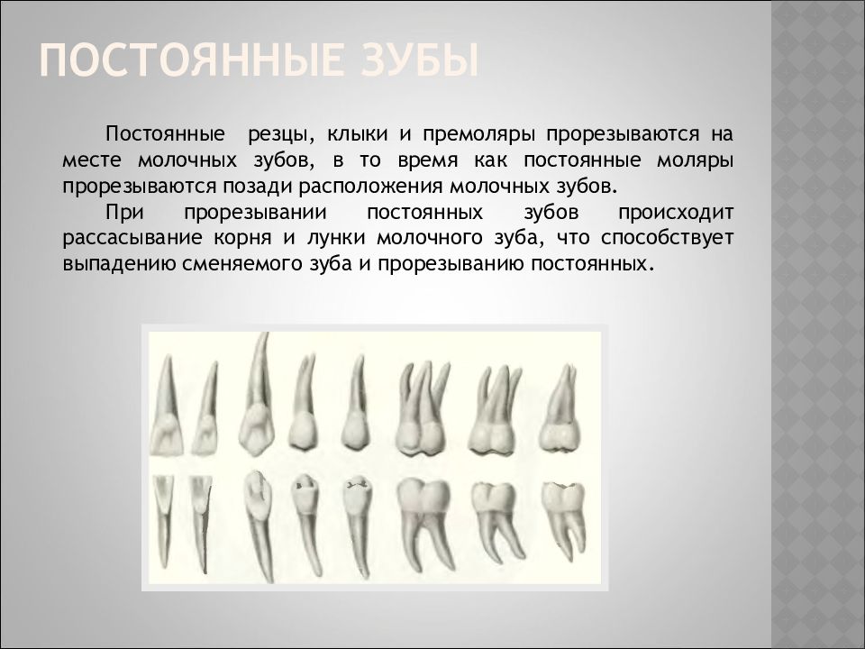 Резцов зубы. Резцы клыки премоляры. Постоянные зубы. Постоянные зубы резцы. Зубы моляры резцы.