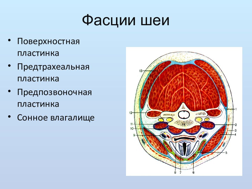 Шейная фасция