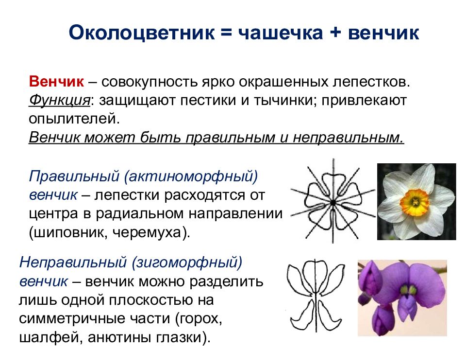 Цветок функции. Функции венчика. Актиноморфный венчик. Функция околоцветника у цветка. Строение околоцветника венчик.