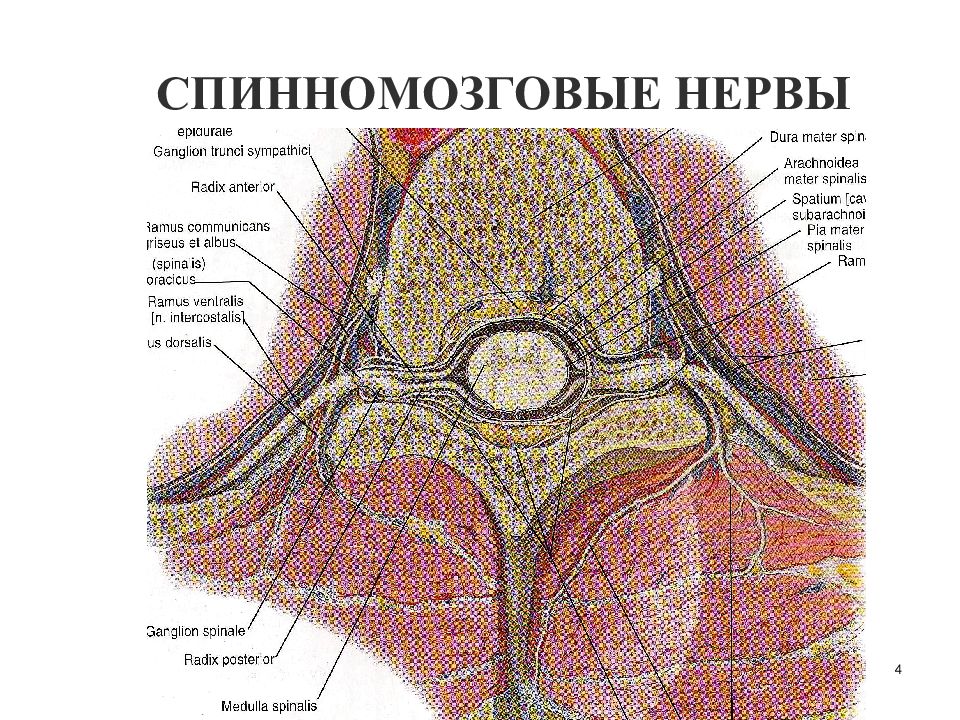 Функциональная анатомия периферической нервной системы презентация