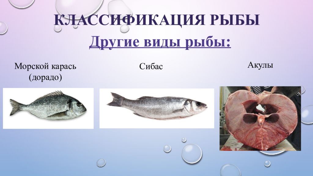 Классификация рыб класс. Классификация рыб. Систематика рыб. Классификация рыбы по размеру. Рыба классифицируется.