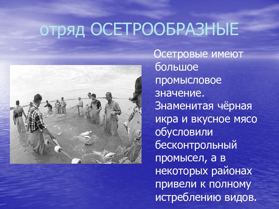 Известно какое значение имеет. Значение промысловое отряд осетровые. Отряд Осетрообразные значение. Промысловое значение осетрообразных. Известные промысловые отряды.