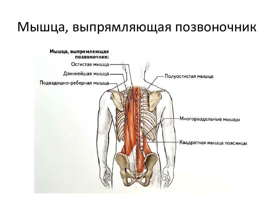 Мышцы выпрямляющие. Выпрямитель позвоночника мышца. Мышцы спины мышца выпрямляющая позвоночник. Мышца выпрямляющая позвоночник иннервация. Выпрямитель спины мышца.