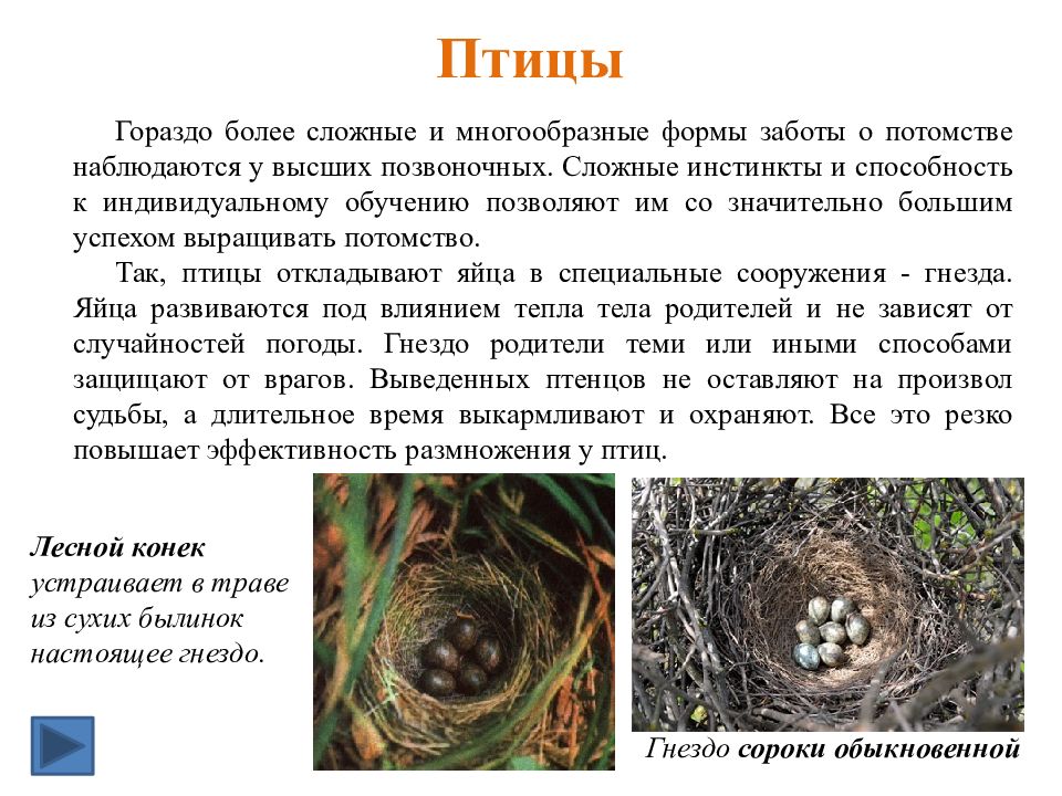 Забота о потомстве у животных презентация