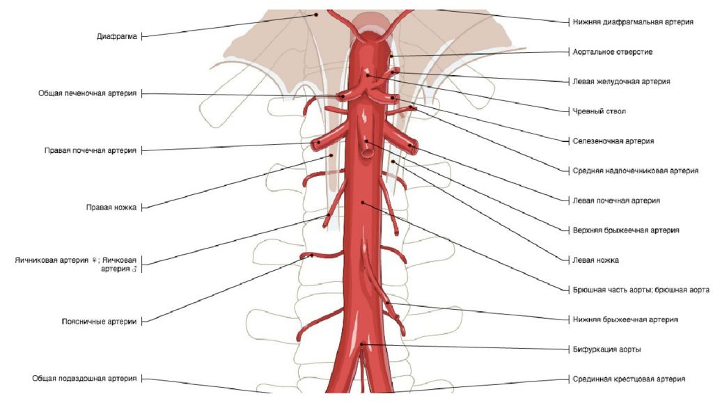 Брюшная аорта анатомия в картинках