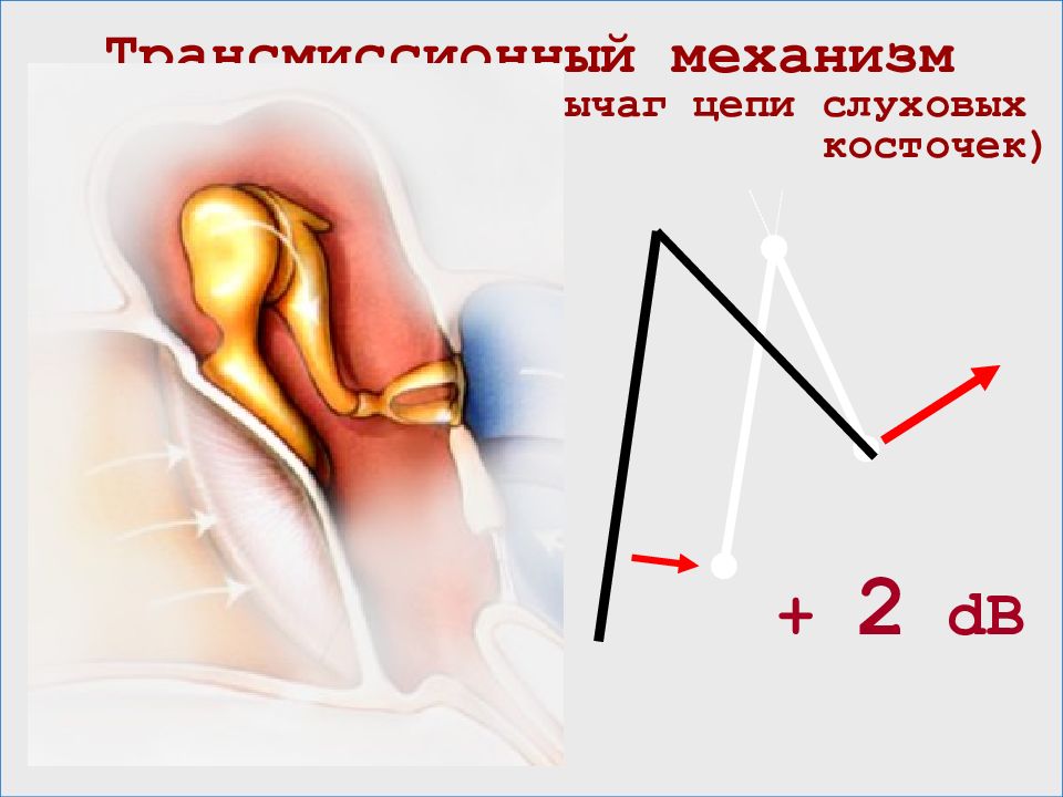 Цепь слуховых косточек. Механизм звуковосприятия.