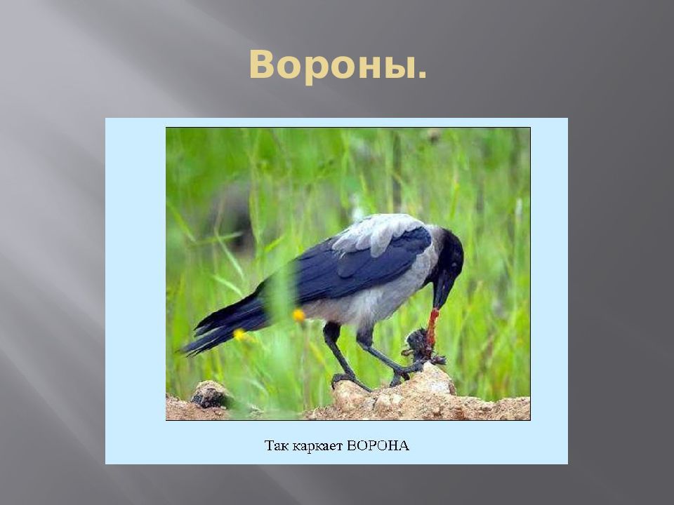 Презентация ворона