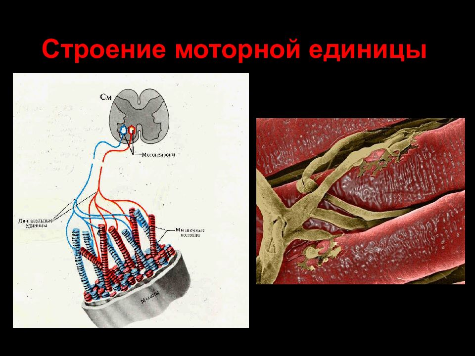 Двигательные структуры