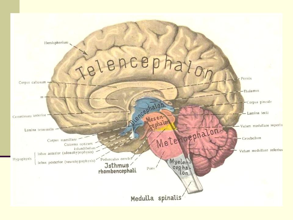 Речевые системы мозга. Центры пищеварения в мозге. Отделы головного мозга на английском. Metencephalon. Myelencephalon.