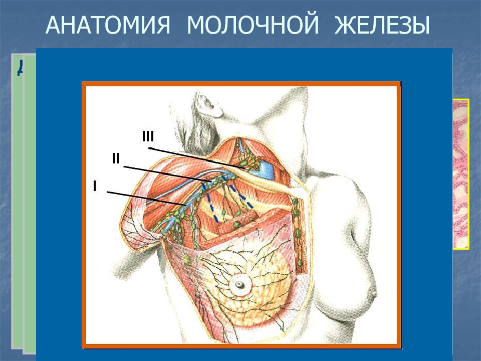 Анатомия груди. Анатомия молочной железы. Молочная железа расположение. Анатомия молочной железы презентация. Внутреннее строение грудной железы.