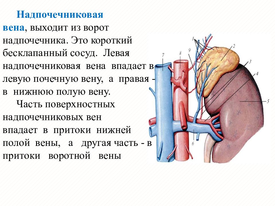 Правая и левая почка