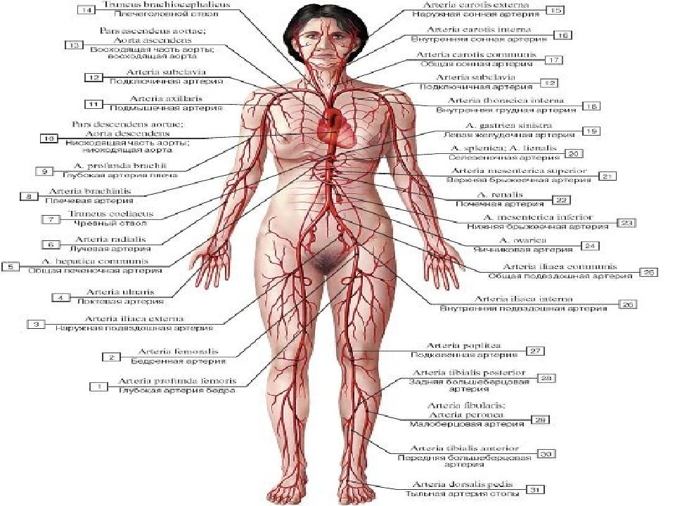 Общие вопросы анатомии и физиологии. Сердечно-сосудистая система человека анатомия. Сердечно-сосудистая система женщины. Строение сердечно сосудистой системы. ССС анатомия.