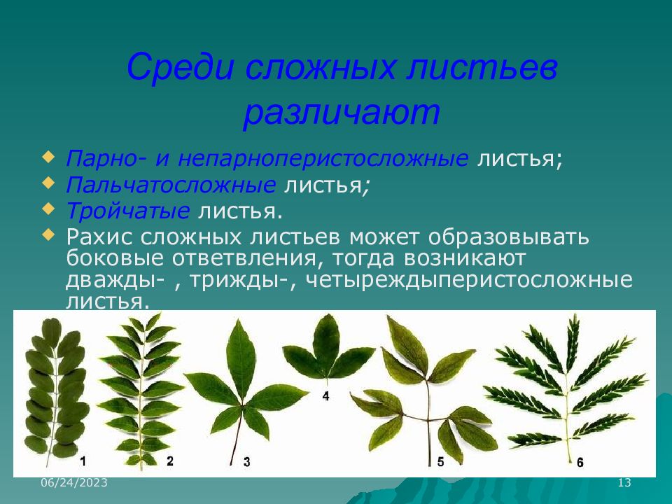 Среди листьев. Дважды непарноперистосложные листья. Дважды-трижды тройчатые листья. Дважды тройчатосложный лист. Сложные листья.