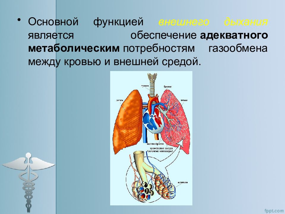Легкие функцию газообмена. Патофизиология дыхания. Патофизиология органов дыхания. Патофизиология системы дыхания. Патология органов система дыхания.