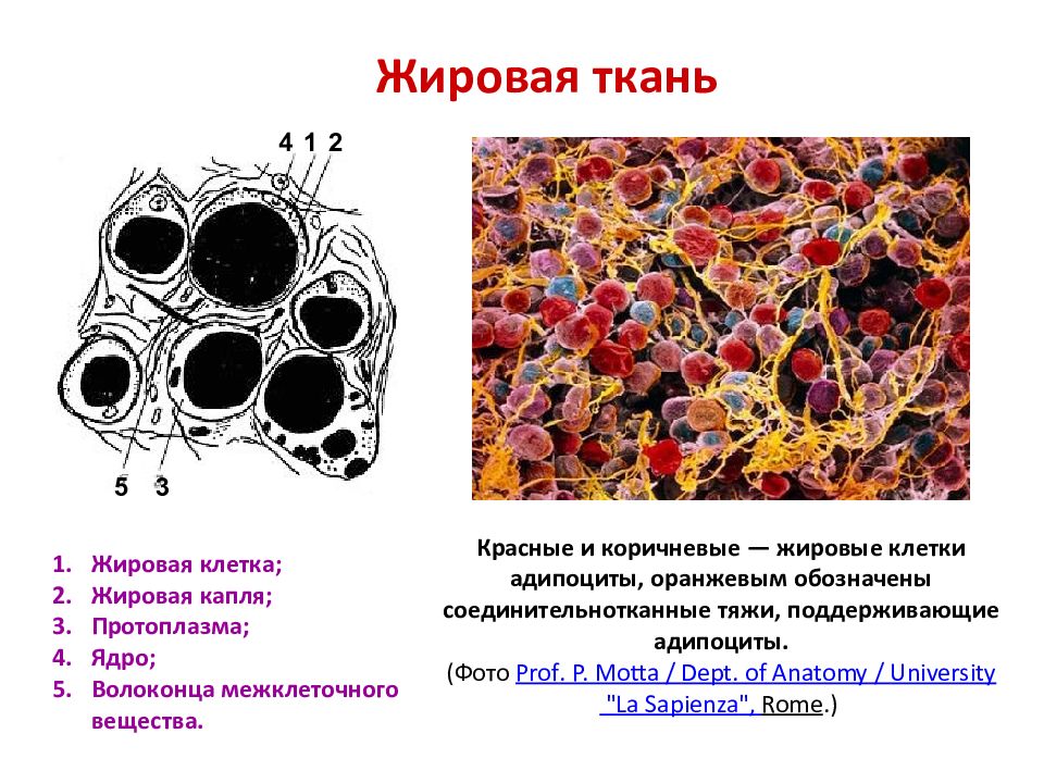 Презентация жировая ткань