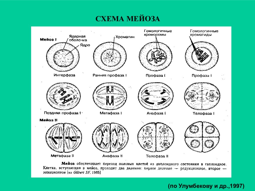 Схема мейоза. Редукционное деление клетки схема. Схема профазы мейоза. Мейоз интерфаза 2 схема. Схема митотического и мейотического цикла.