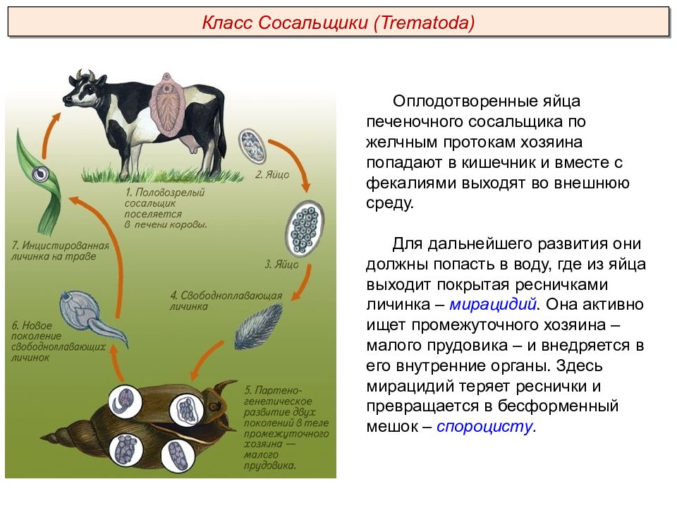 Презентация плоские черви пименов