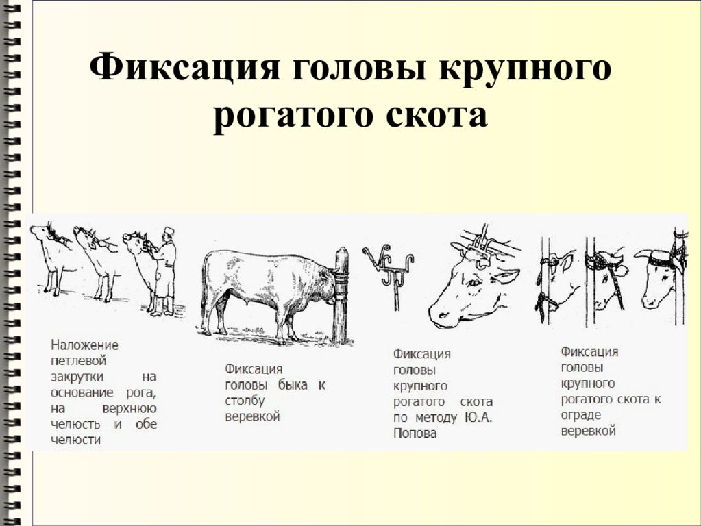 Методика крс. Методы фиксации КРС. Способы фиксации и обездвиживания КРС. Фиксация конечностей КРС. Методы фиксации головы КРС.