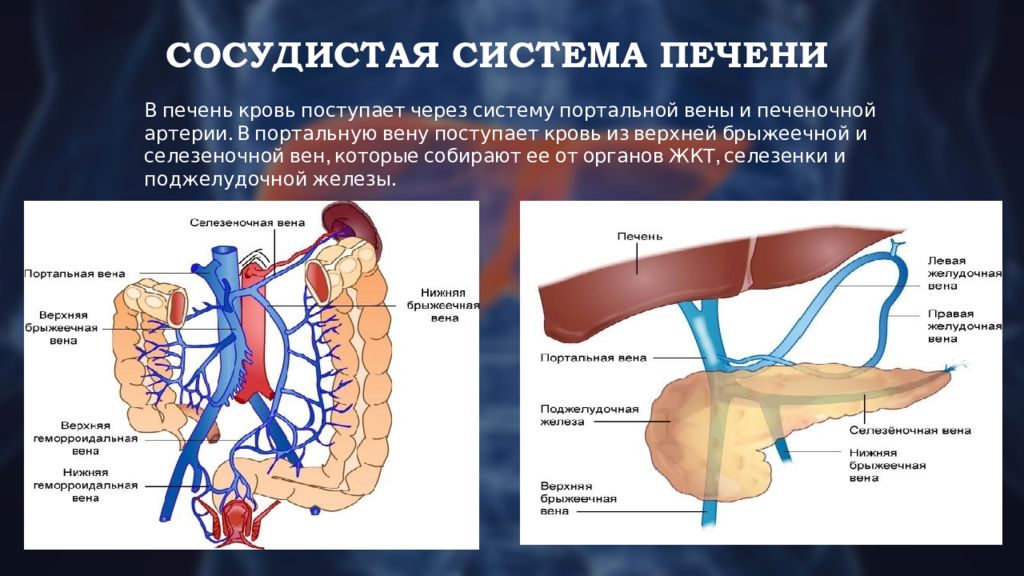 Что значит сосудистый рисунок печени обеднен что это значит у