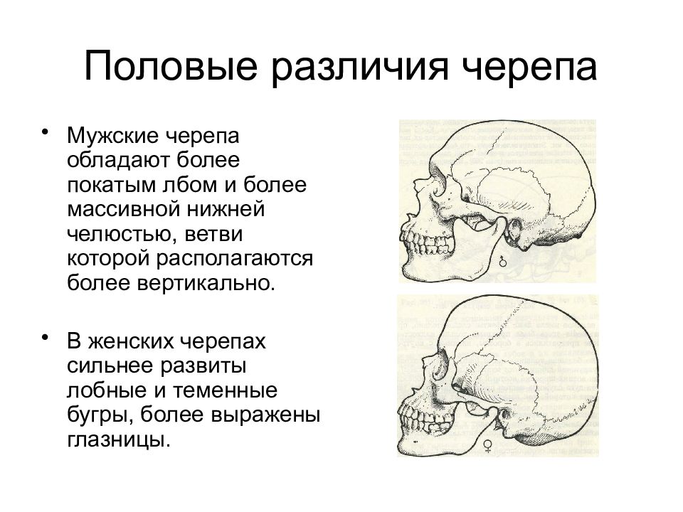 В черепе человека в отличие. Возрастные и половые отличия черепа. Половые различия строения черепа. Гендерные различия черепа. Половые особенности черепа человека.