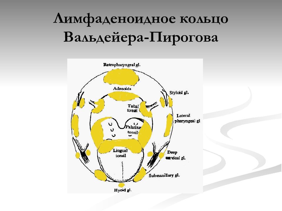 Составить схему лимфоидного кольца указать парные и непарные миндалины