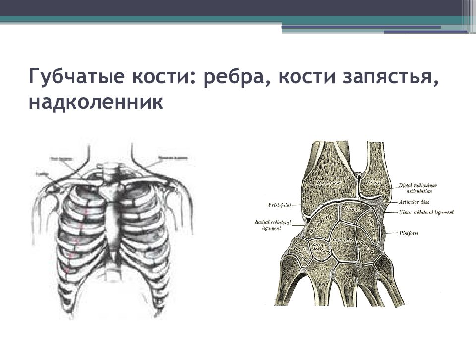 Тип губчатой кости. Губчатые кости. Короткие губчатые кости. Короткие губчатые кости строение. Схема губчатой кости.