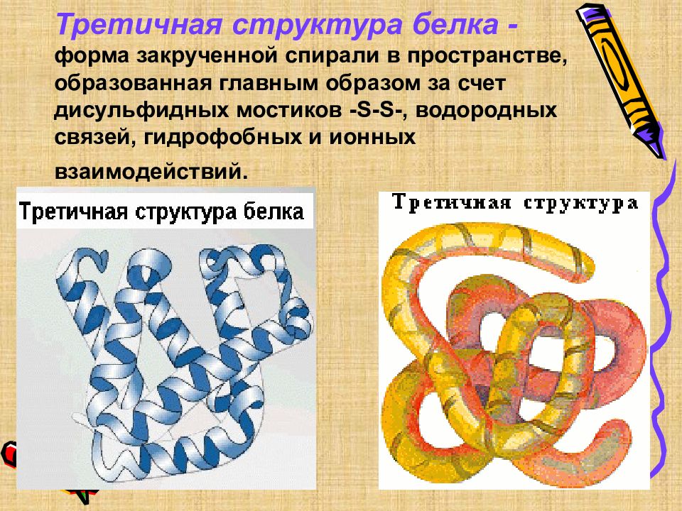 Формы белка. Nhbnbxyfzструктура белка. Форма третичной структуры белка. Третичная структура белка структура белка. Иретичная структура белк.
