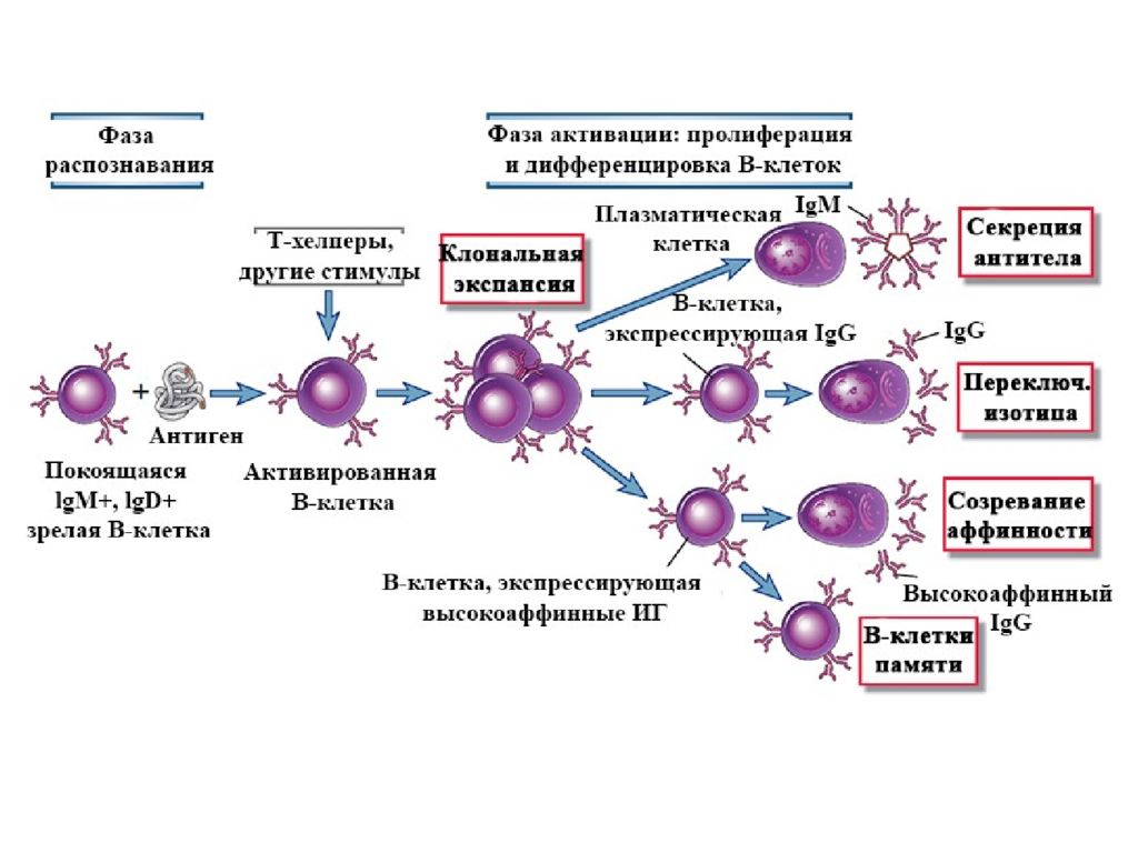 Лимфоциты какой иммунитет. Схема образования клеток иммунной системы. Схема дифференцировки клеток иммунной системы. В1 лимфоциты иммунология. Клетки иммунной памяти это т лимфоциты.