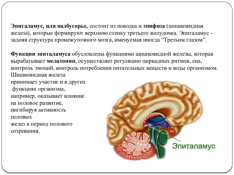 Промежуточный мозг презентация