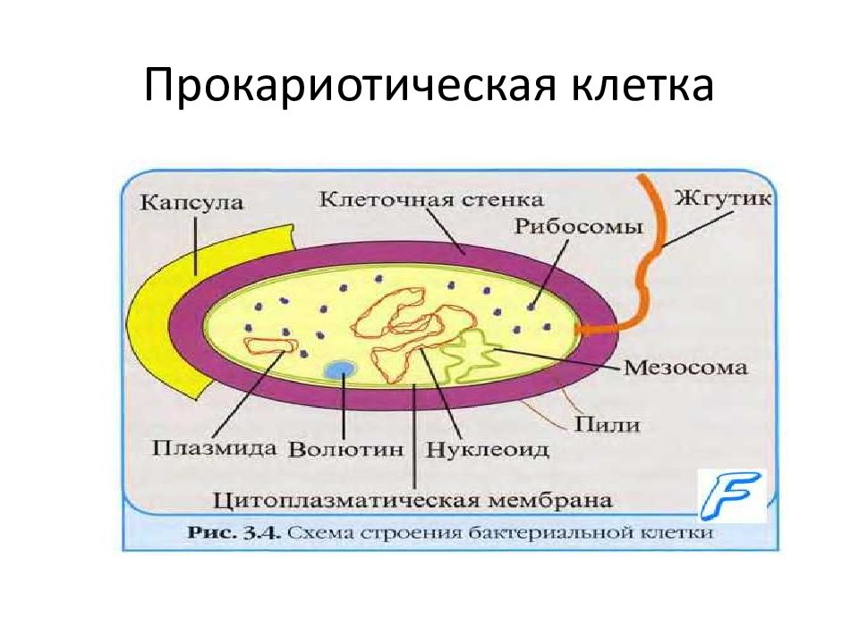 Органоиды клетки прокариотов. Строение прокариотических клеток. Схема строения прокариотической клетки. Структура прокариотной клетки. Схема строение прокариотических клеток.