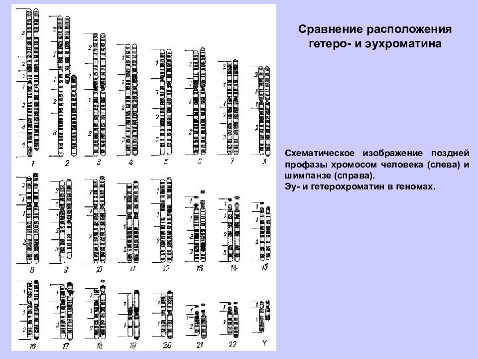 Сравните размещение