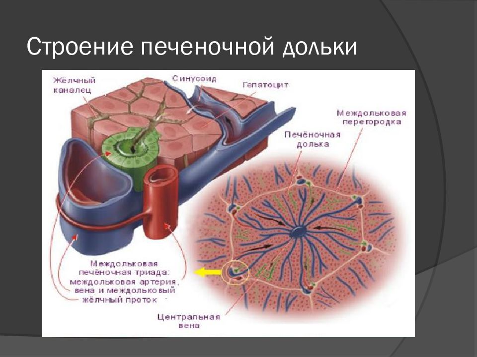 Схема печеночной дольки