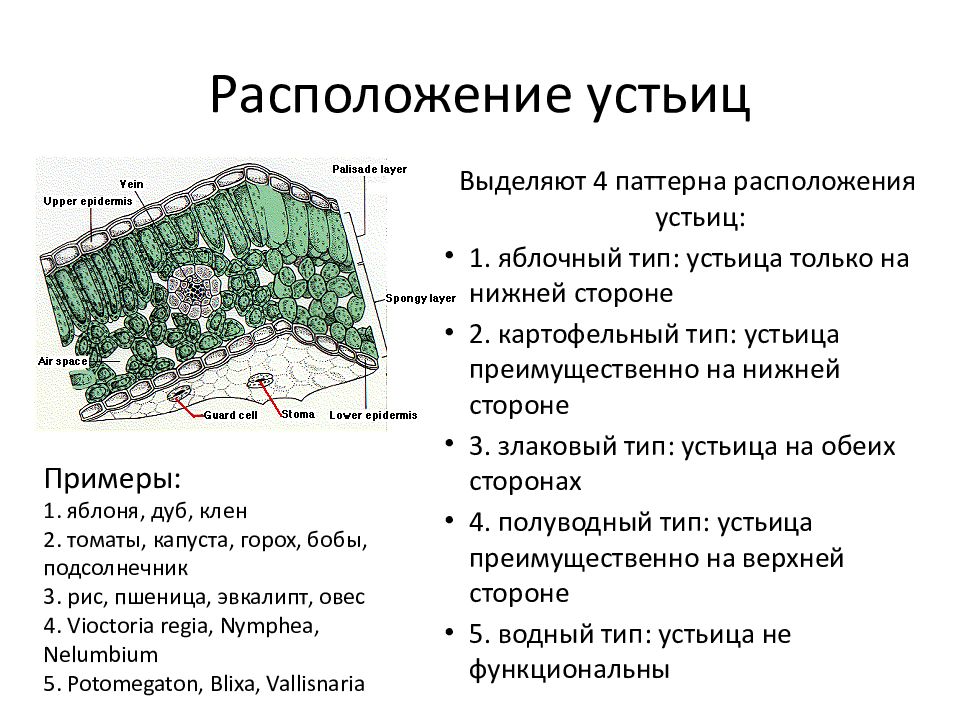 Выполняемая функция устьиц. Функции устьица листа. Какую функцию выполняет устьица у растений. Какую функцию выполняет устьица у растений. Строение и функции устьичного аппарата.