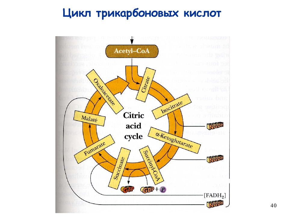 40 циклов. ЦТК В пиве. Цикл 40.