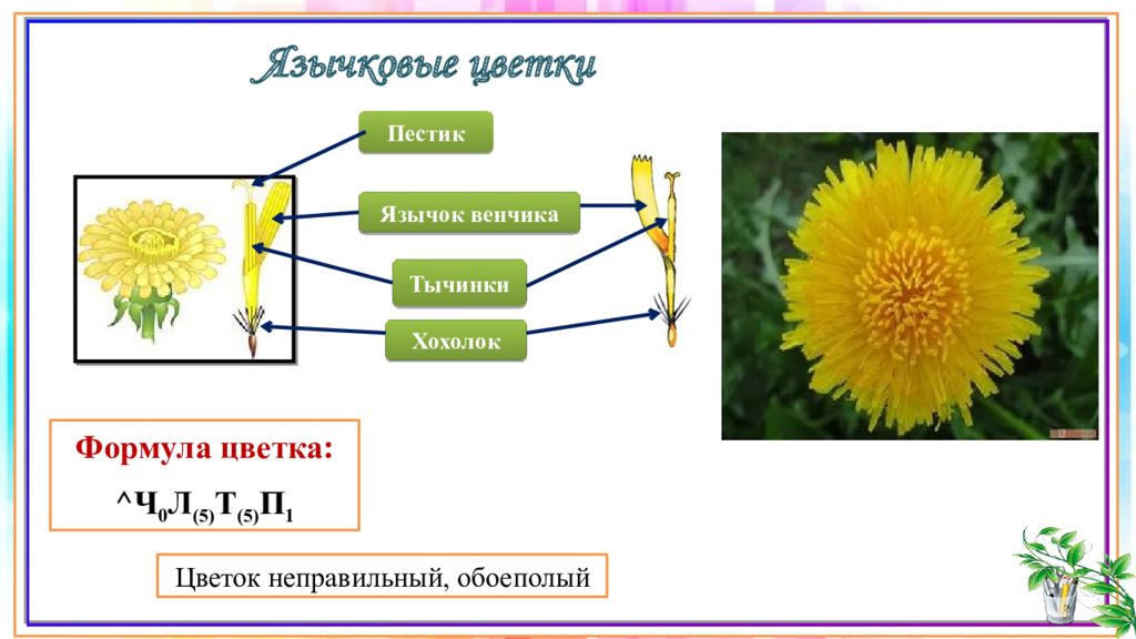 Язычковые цветки фото