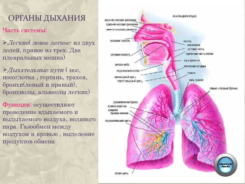 Правое и левое легкое