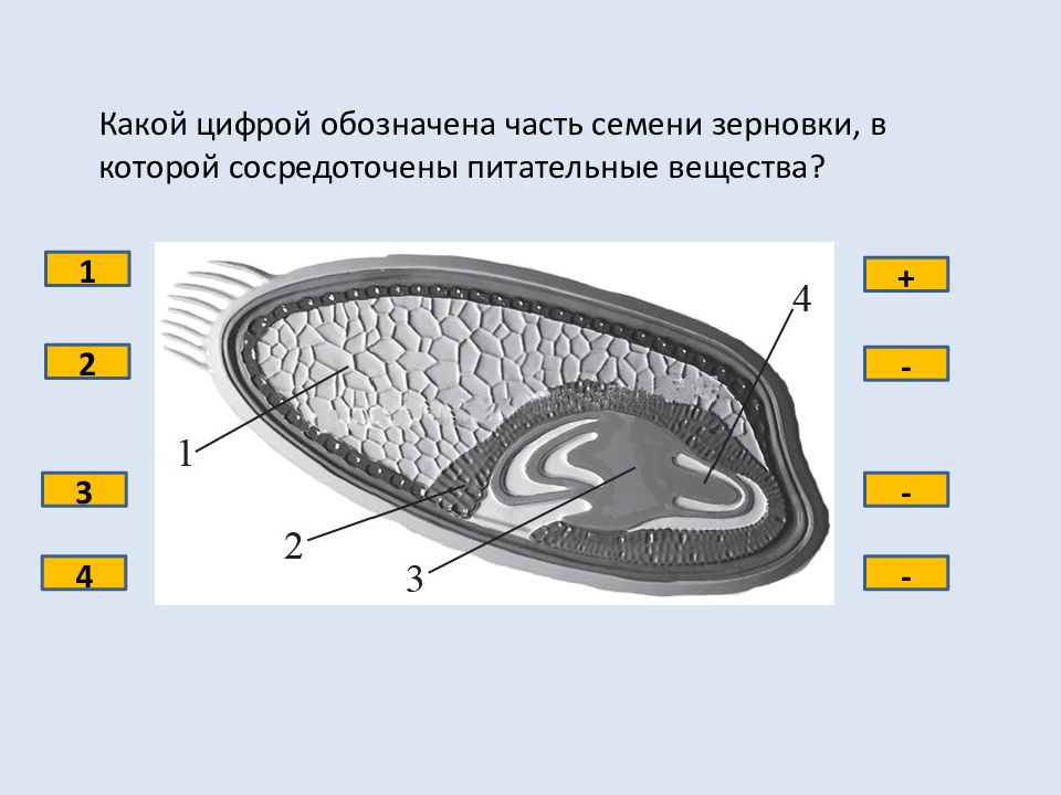 Какой цифрой на рисунке обозначен эндосперм