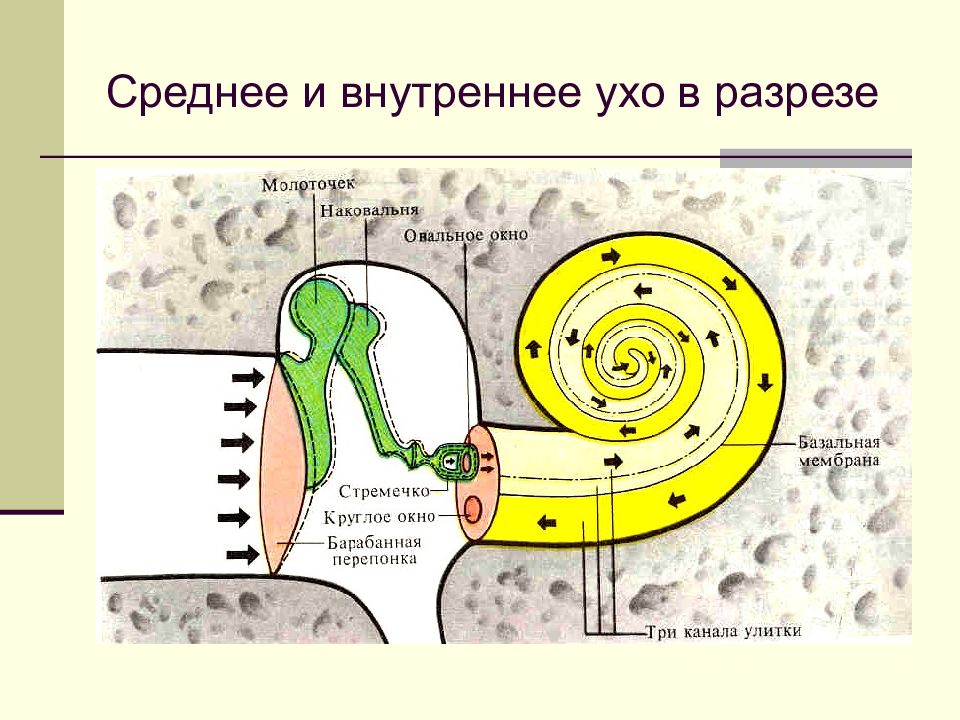 Колебания жидкости в улитке. Овальное и круглое окно улитки. Круглое и овальное окно в ухе. Овальное окно улитки. Овальное окно и окно улитки.