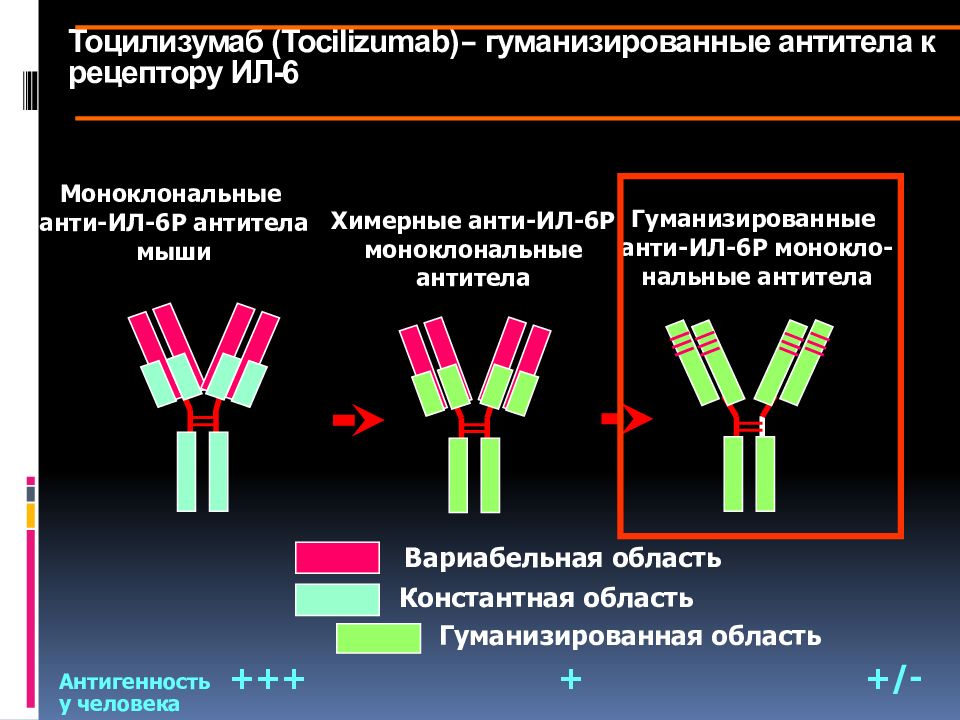 Моноклональные антитела иммунология презентация