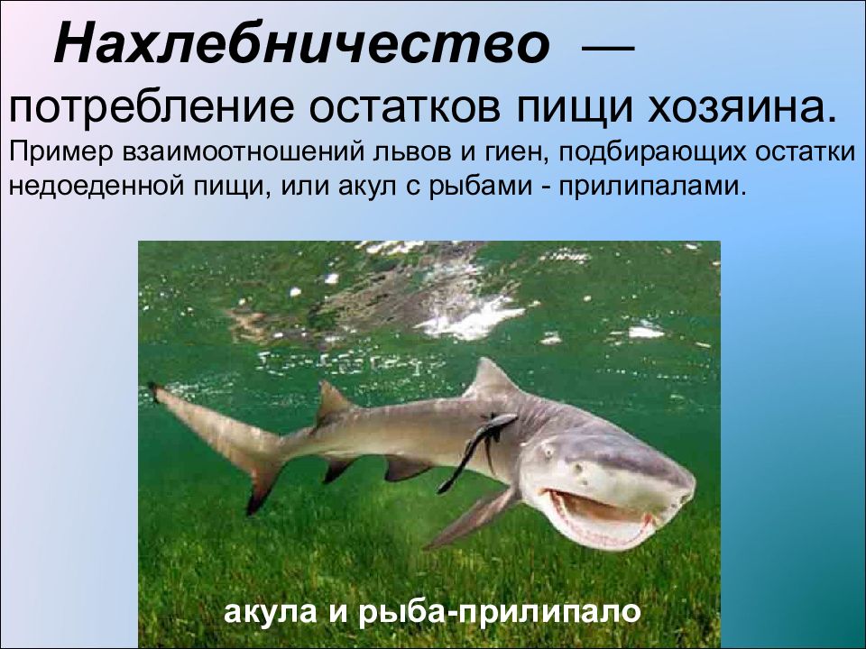 Акула рыба прилипала тип взаимодействия. Биотические факторы рыбы. Акула и рыба прилипало нахлебничество. Нахлебничество презентация. Взаимоотношения между акулой и рыбой прилипалой.