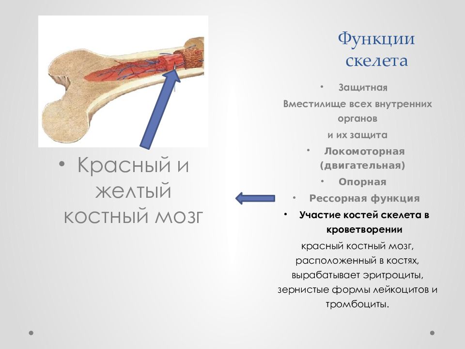 Функция желтого костного мозга в трубчатой кости. Красный костный мозг выполняет функцию. Биология 8 класс функции красного костного мозга. Функции красного костного. Функции красного и желтого костного мозга.