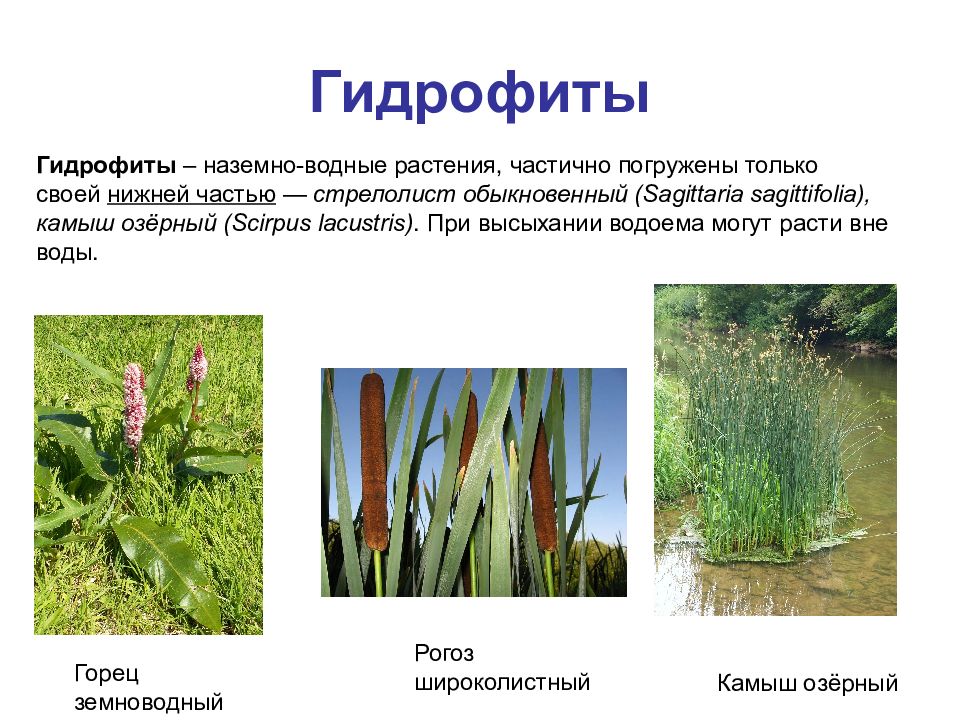 Водные растения гидрофиты. Гидрофиты стрелолист. Гидрофиты и Гидатофиты. Хвощ это гидрофит. Список наземных растений