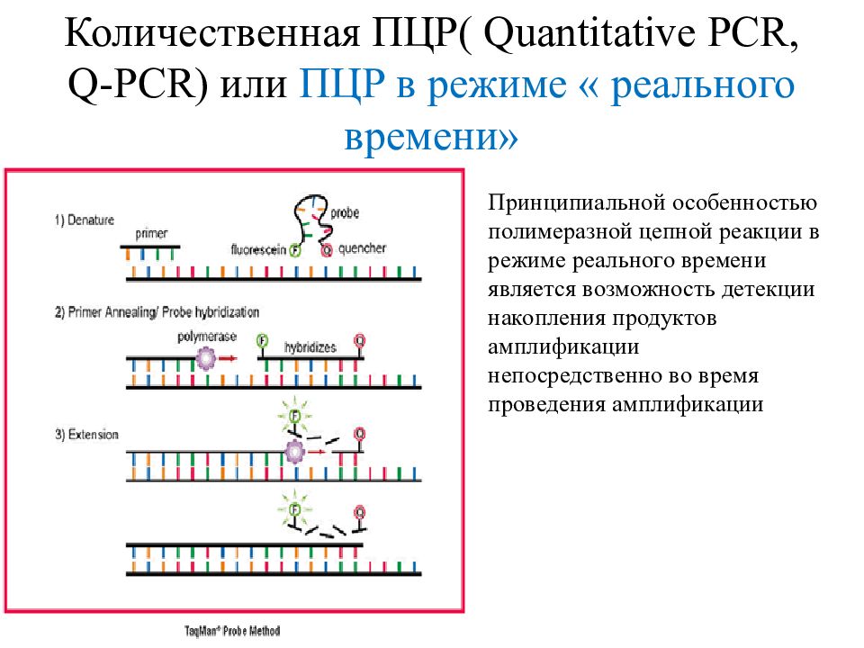Полимеразная цепная реакция результат. Схема полимеразной цепной реакции микробиология. . Полимеразная цепная реакция (ПЦР). Этапы. ПЦР принципы этапы. ПЦР С детекцией в режиме реального времени.