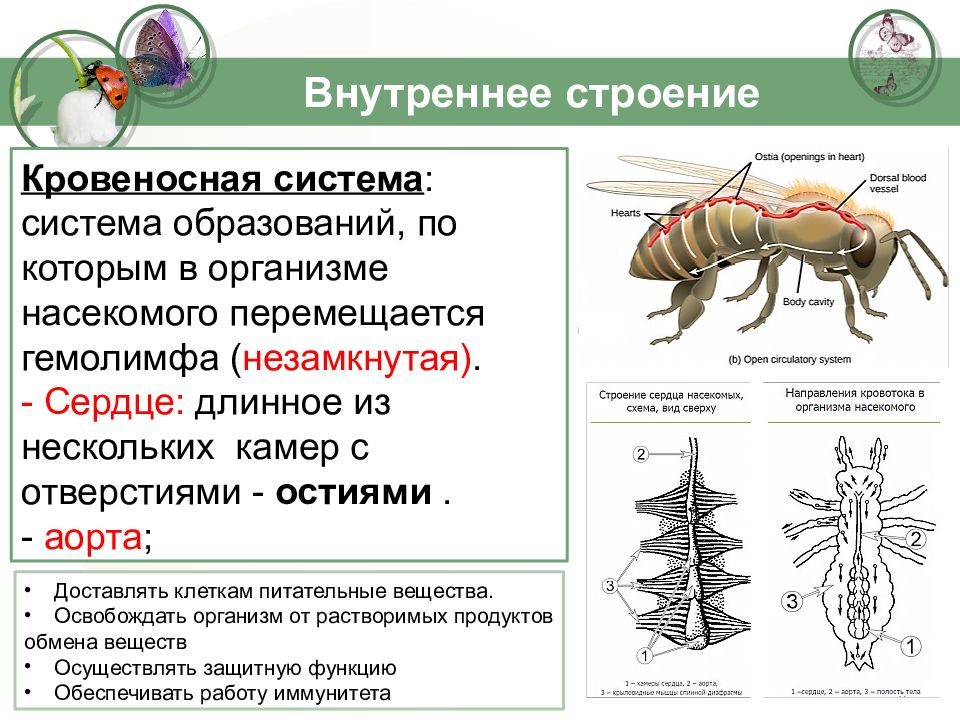 Насекомые егэ презентация